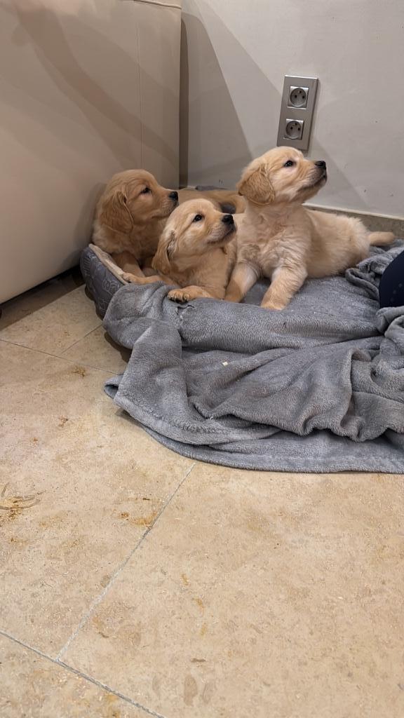 Prachtige golden rertriever pups, Dieren en Toebehoren, Honden | Retrievers, Spaniëls en Waterhonden, Meerdere dieren, Golden retriever