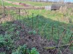 Framboos - Rubus idaeus, Enlèvement, Été, Annuelle, Plantes fruitières