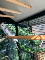 HALF TAMME VALKPARKIETEN VANAF 60 EURO/VOGEL, Dieren en Toebehoren, Vogels | Parkieten en Papegaaien, Meerdere dieren, Parkiet