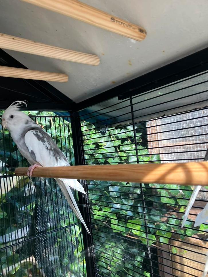 HALF TAMME VALKPARKIETEN VANAF 60 EURO/VOGEL, Dieren en Toebehoren, Vogels | Parkieten en Papegaaien, Parkiet, Meerdere dieren