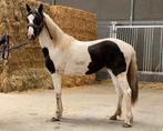 Zeer mooie bonte merrie, Dieren en Toebehoren, Paarden, Merrie, Onbeleerd, Gechipt, 3 tot 6 jaar