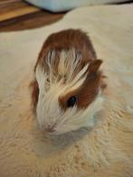 Cavia beertje, Cavia, Mannelijk, Tam, Oktober