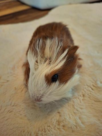 Cavia beertje beschikbaar voor biedingen