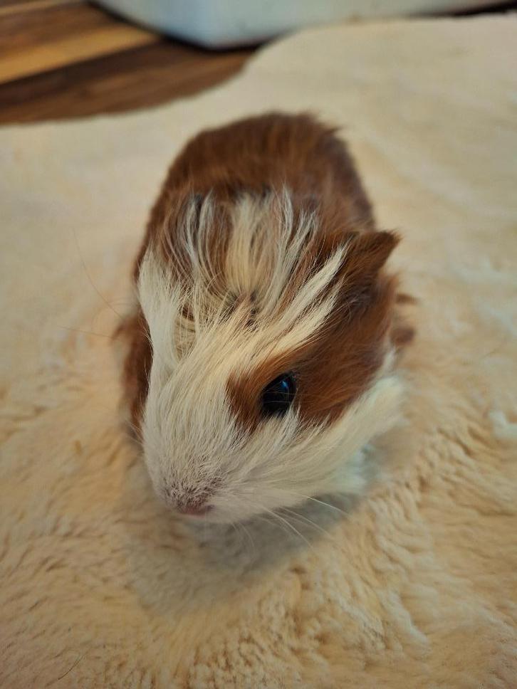 Cavia beertje, Animaux & Accessoires, Rongeurs, Mâle, Cobaye, Octobre, Domestique