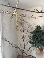 Vogels Gouldamadine