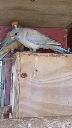 pennant rosella, Dieren en Toebehoren, Vogels | Parkieten en Papegaaien, Geslacht onbekend, Parkiet, Geringd