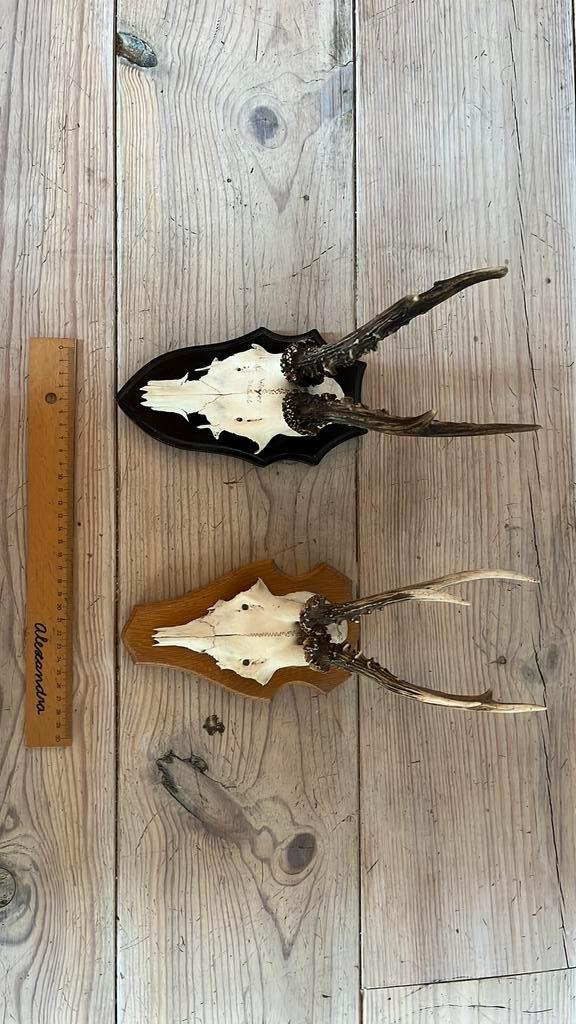 2 Reeëngewei op schild, Antiek en Kunst, Curiosa en Brocante, Ophalen