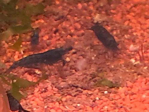 Blue dreams  en red fire bristlenose, Dieren en Toebehoren, Vissen | Aquariumvissen
