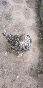 Raszuiver mechelse koekoek hen aan de leg, Dieren en Toebehoren