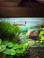 Xhipos, Animaux & Accessoires