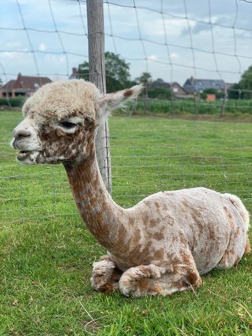 Alpaca appaloosa, Dieren en Toebehoren, Overige Dieren