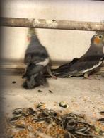 Valkparkieten, Dieren en Toebehoren, Vogels | Overige Vogels