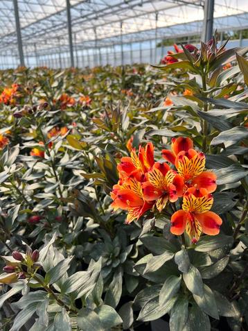 Alstroemeria ‘Garden Indian Summer’ P23cm beschikbaar voor biedingen