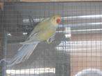 koppel lacewing  halsbandparkieten, Dieren en Toebehoren, Meerdere dieren, Parkiet, Geringd