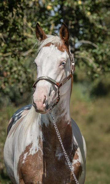 5 jarige paint horse ruin, Hongre, Débourré, Cheval western, 160 à 165 cm