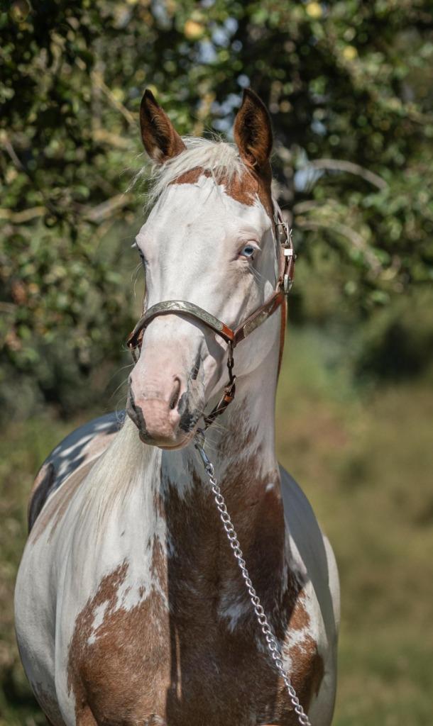 5 jarige paint horse ruin, Dieren en Toebehoren, Paarden, Ruin, Zadelmak, 160 tot 165 cm, 3 tot 6 jaar, Westernpaard, Met stamboom