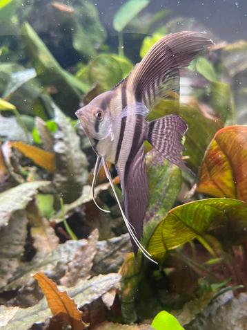 Antwerpen 2100 beschikbaar voor biedingen