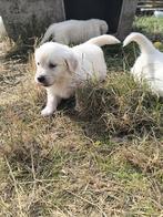 Golden Retriever pups, Dieren en Toebehoren, Golden retriever, België, CDV (hondenziekte), 8 tot 15 weken