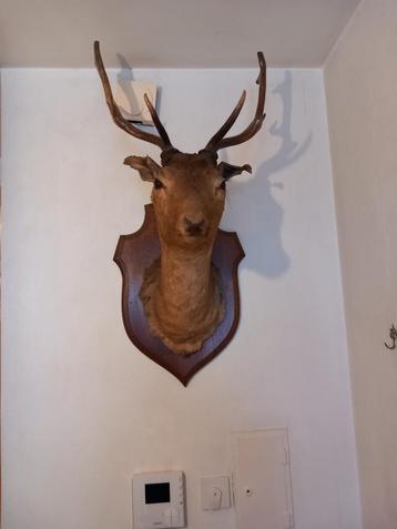 tête de cerf muralle beschikbaar voor biedingen