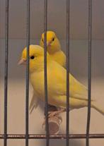 Gele kanarie mannen, Dieren en Toebehoren, Vogels | Kanaries