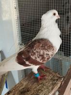 Koppel Smierel, Dieren en Toebehoren