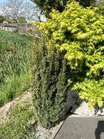 japanse groen blijvende plant, Tuin en Terras, Ophalen of Verzenden, Vaste plant
