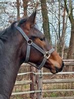 Springpaarden, Dieren en Toebehoren, Paarden