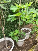 Vijgenboom, Tuin en Terras, Planten | Fruitbomen, Ophalen, Vijgenboom