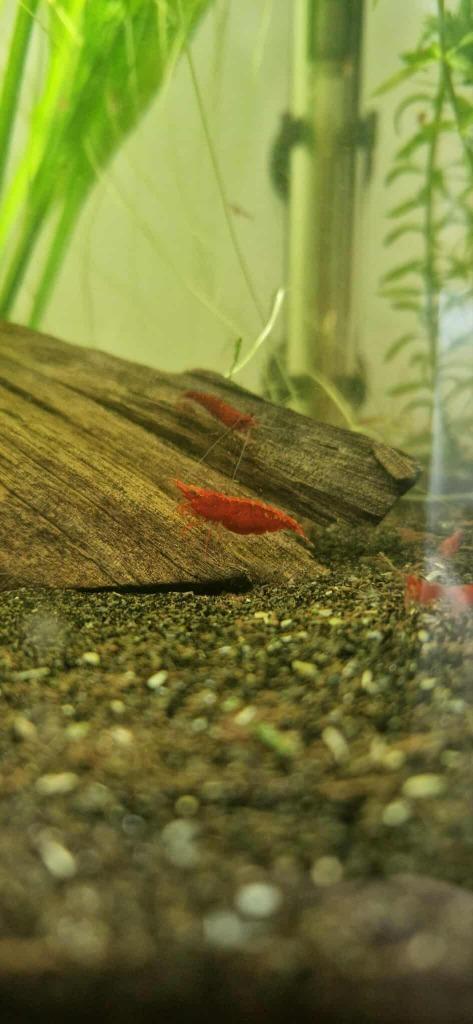 Bloody Mary garnaal (Neocaridina), Dieren en Toebehoren, Vissen | Aquariumvissen, Zoetwatervis, Kreeft, Krab of Garnaal, Schoolvis