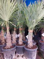 Palmbomen koopjes 50€, Ophalen of Verzenden