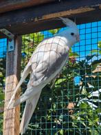 Valkparkieten, roodrug en albino Valkparkiet tekoop, Dieren en Toebehoren, Vogels | Parkieten en Papegaaien, Geringd
