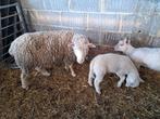 Gezocht ile de France en poll dorset schapen, Dieren en Toebehoren