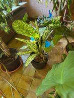 DIEFFENBACHIA, Ophalen