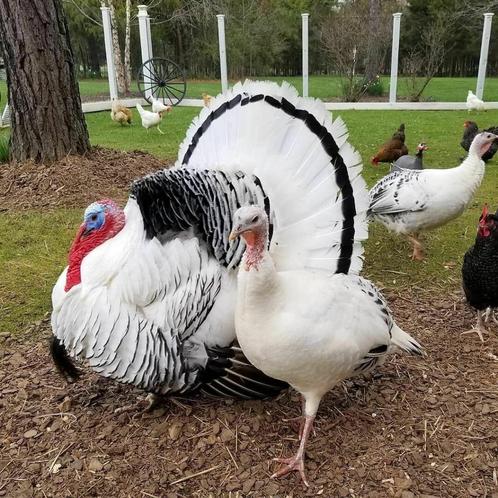 Œufs dinde Royal, Dieren en Toebehoren, Pluimvee, Kalkoen