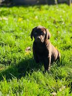 Belgische Labrador pups te koop, Dieren en Toebehoren, België, CDV (hondenziekte), 8 tot 15 weken, Labrador retriever