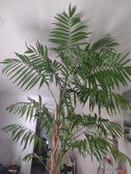 Palm plant 2.60 meter hoog., Huis en Inrichting, Kamerplanten, Palm, Ophalen of Verzenden