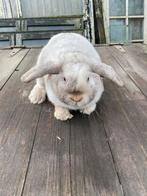 Konijn, Dieren en Toebehoren, Konijnen, Mannelijk, Middelgroot, 0 tot 2 jaar