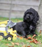 Engelse Cocker pups, Dieren en Toebehoren, België, Reu, CDV (hondenziekte), 8 tot 15 weken