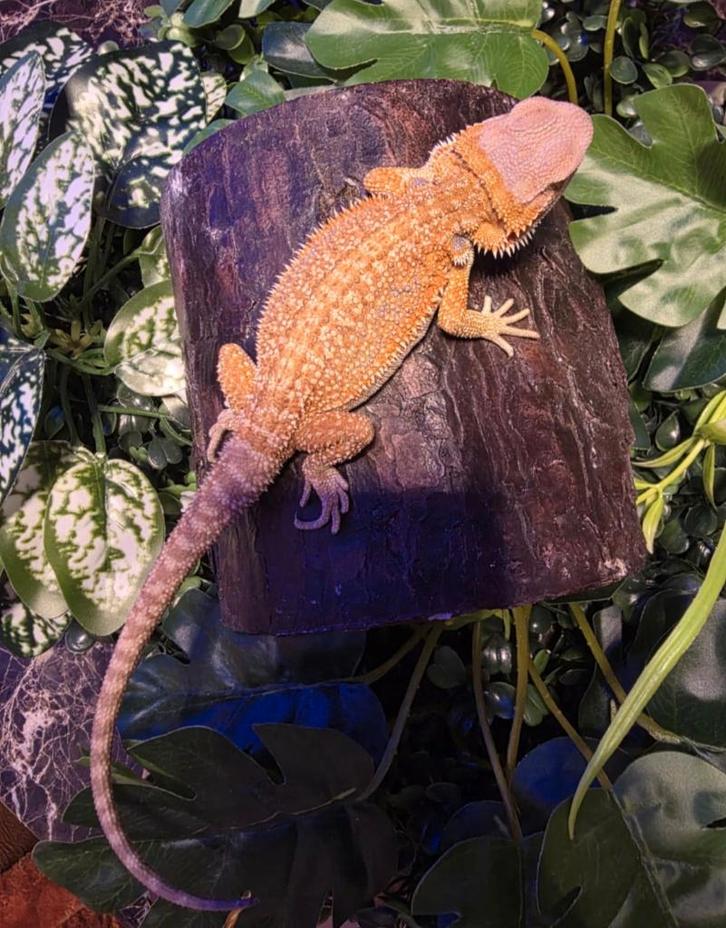 Baardagaam hypo red/orange  blue bar tint, Animaux & Accessoires, Reptiles & Amphibiens, Amphibien, 0 à 2 ans, Domestique