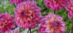 dahlia knollen, Tuin en Terras, Bloembollen en Zaden, Verzenden, Voorjaar, Volle zon, Knol