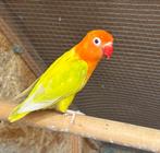 Agapornis fischeri, Dieren en Toebehoren, Vrouwelijk, Dwergpapegaai of Agapornis, Geringd
