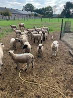 Ooi lammeren, Vrouwelijk, Schaap, 0 tot 2 jaar