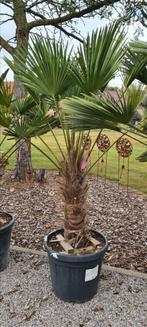 Palmboom Trachycarpus Wagnerianus, Tuin en Terras, Planten | Bomen, Ophalen, Halfschaduw, Palmboom