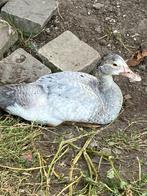 Barbarie eend - blauwe kleur - vrouwelijk, Dieren en Toebehoren, Pluimvee, Vrouwelijk, Eend
