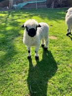Walliser Schwarznase, Dieren en Toebehoren, Schapen, Geiten en Varkens, Meerdere dieren, Schaap, 0 tot 2 jaar