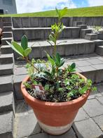 Pot terre cuite avec skimmia + 2 types de sedum, Tuin en Terras, Planten | Struiken en Hagen, Struik, Ophalen