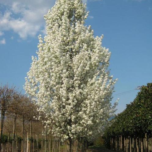Pyrus calleryana 'Chanticleer'/Sierpeer, Tuin en Terras, Planten | Bomen, Ophalen