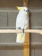 Cacatoès huppé jaune, Enlèvement ou Envoi