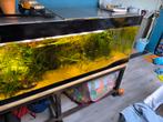 Aquarium de 720l 200x60x60, Ophalen, Zo goed als nieuw