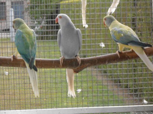 colliers opalins queue pâles et porteur, Animaux & Accessoires, Oiseaux | Perruches & Perroquets, Perruche, Plusieurs animaux